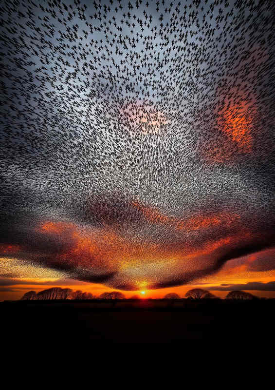 Starlings Sunset Symphony Metal Poster